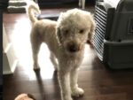 MAGGIE. Spayed, Fully Vaxxed, Sweet, Playful 18-Month-Old Goldendoodle Needs Home 