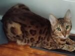 MIMI. Stunning 5-Year-Old Bengal Cat Finds New Forever Home! 