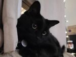 ZEN. Neutered, Fully Vaxxed, 9-Year-Old Handsome, Friendly Black Male Cat ..