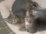TARZAN, ROCKET and URSULA. Neutered/Spayed, De-Wormed, Vaxxed 9-Month-Old Siblings Need ..