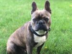 Copain | Boston Terrier/French Bulldog Cross | Has A New ..