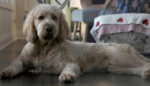 LOUIE. Cuddly, Energetic Apricot Goldendoodle Makes Current Home Permanent! Well ..