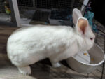 EL BLANCO. Examined, Friendly, 2.5-Year-Old Abandoned Male White Rabbit Needs ..