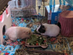 STELLA and CHARLIE. Playful Sibling Guinea Pigs Find New Home ..