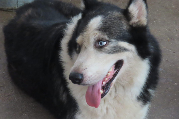 Lobo. Siberian Husky dog for adoption, 