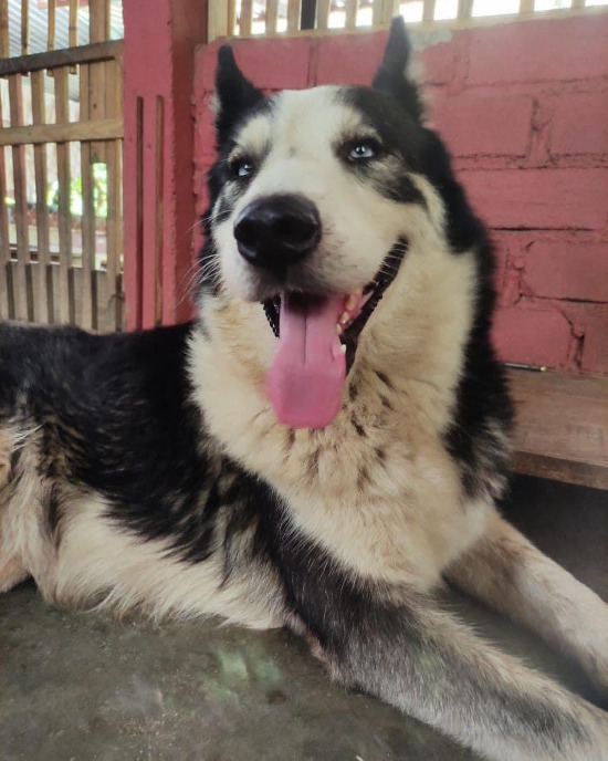 Lobo. Siberian Husky dog for adoption, 