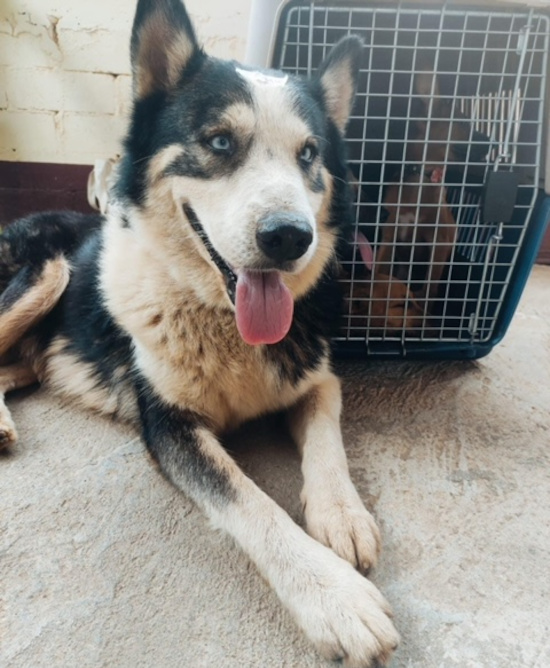 Lobo. Siberian Husky dog for adoption, 