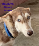 Shy, Sweet and Submissive Husky Called Blanquita Needs A Forever ..