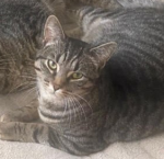 Rocket and Ursula, 15 months of age, spayed and up-to-date ..