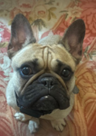 French Bulldog Gus Needs A Forever Home 