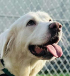 3 Year Old Pyrenean Mountain Dog Belle Needs A Forever ..