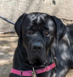 English Mastiff/Cane Corso Mix Buck Needs A Forever Home 