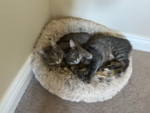 Affectionate Kittens Lulu & Jack Need A Forever Home 