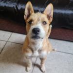 Mexican Street Dog Pulga Needs A Forever Home 