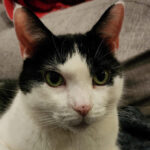 Handsome Feline Bandit Needs A Forever Home 