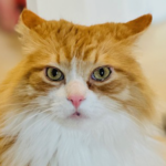 9 Year Old Long Hair Simba Needs A Forever Home 