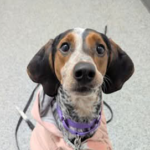 Playful Beagle Blue Tick Hound Slushie Needs A Forever Home 