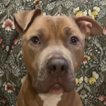 American Bully Fred Needs A Forever Home 