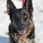 Belgian Malinois/German Shepherd cross Maddie Needs A Forever Home 