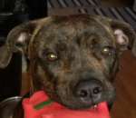 Cane Corso Puppy Hope Needs A Forever Home 