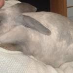 Smoky white-and-grey rabbit