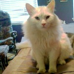 White cat sitting on a bed