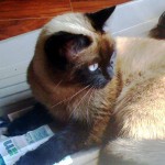 Siamese cat looking over her shoulder