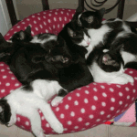 Eight Kittens Looking For A Forever Home