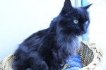 Adopt Kristynn - Oasis Animal Rescue