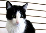 Adopt Lucky - Oasis Animal Rescue Oshawa