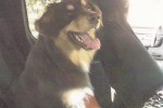 Adopt Australian Shepherd Dog named Bear