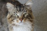 Adopt Barnaby - Oasis Animal Rescue