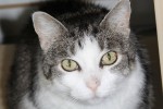 Cat named Kikie for adoption