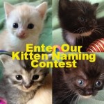 Enter The Oasis Animal Rescue Kitten Naming Contest - Best Names Win A T-Shirt