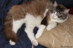 Adopt Rescue Cat Fluffer - Oasis Animal Rescue, Durham Region