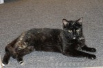 Rescue Cat Rachel for Adoption