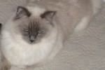 Adopt This Ragdoll Cat Named Angus