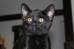 Adopt Coal Black Kitten Luna