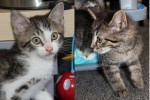 Adopt kittens Ren and Brody