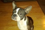 Adopt Boston Terrier named Diablo