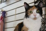 Adopt Cat Named Rebecca