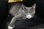 Adopt rescue cat Jimmy