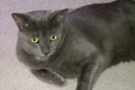 Adopt rescue cat Sampson