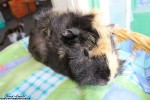 Guinea Pig Ushi