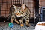 Adopt cat Sophee