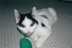 Adopt kitten jaxon