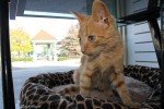 Adopt kitten named Fairway