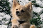 Adopt Pomeranian Cross Dog named Chi Chi