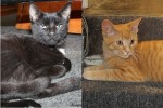 Adopt cats Rusty or Tux