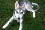 Adopt Nikita. A Husky Mix